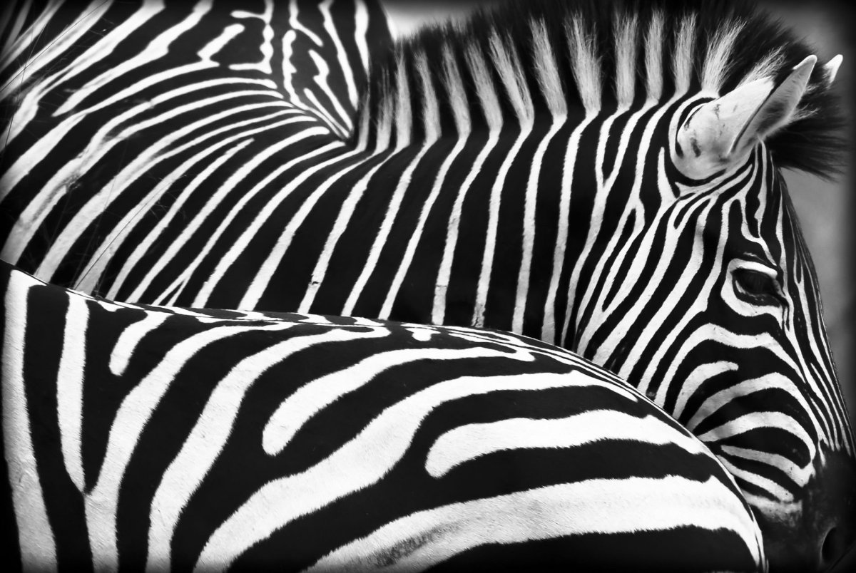 Зебра в клеточку Зебра