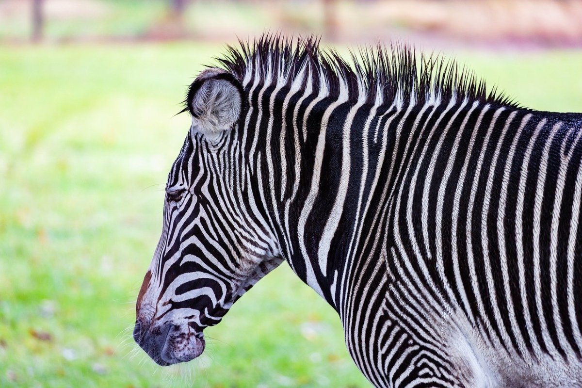 "Зебра Страйпс"