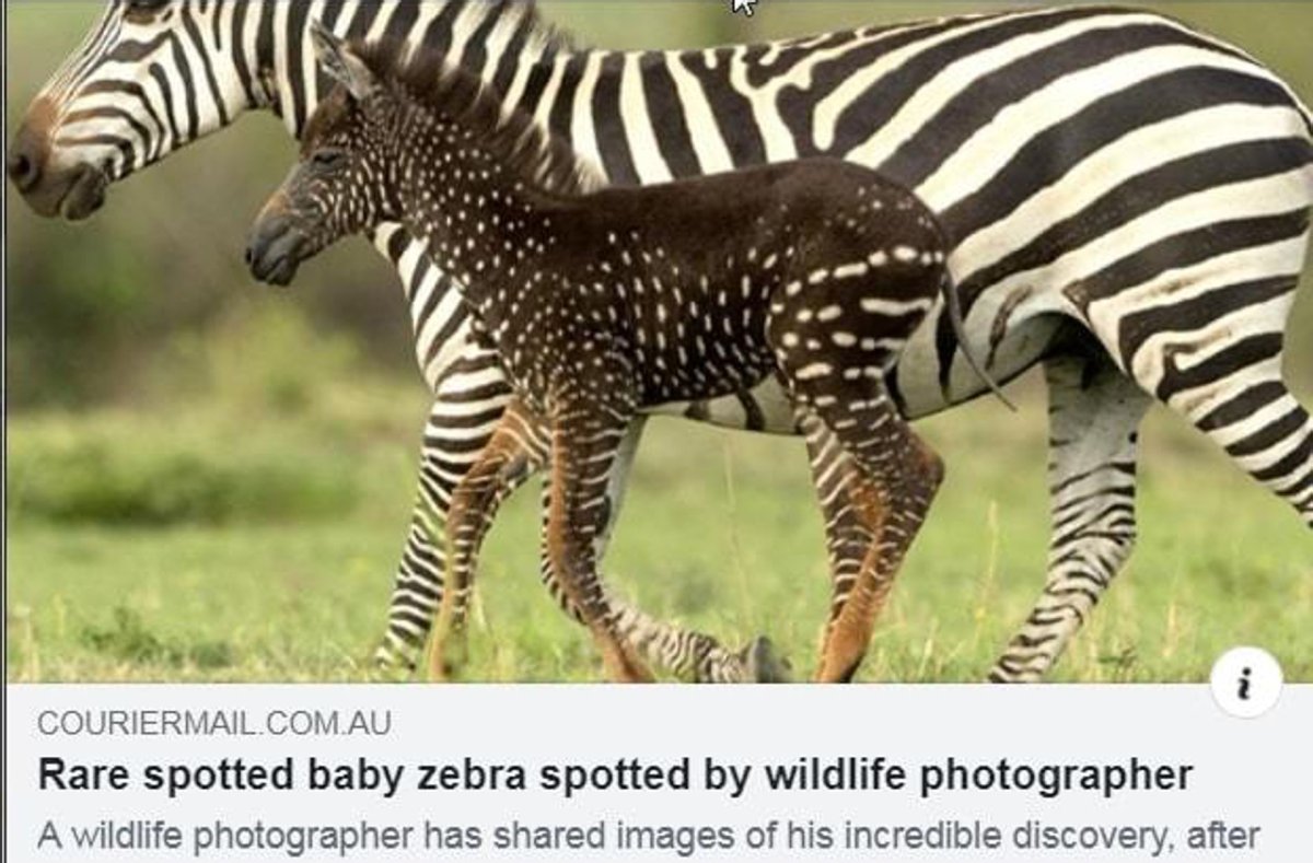 Пятнистая Зебра родилась в Кении