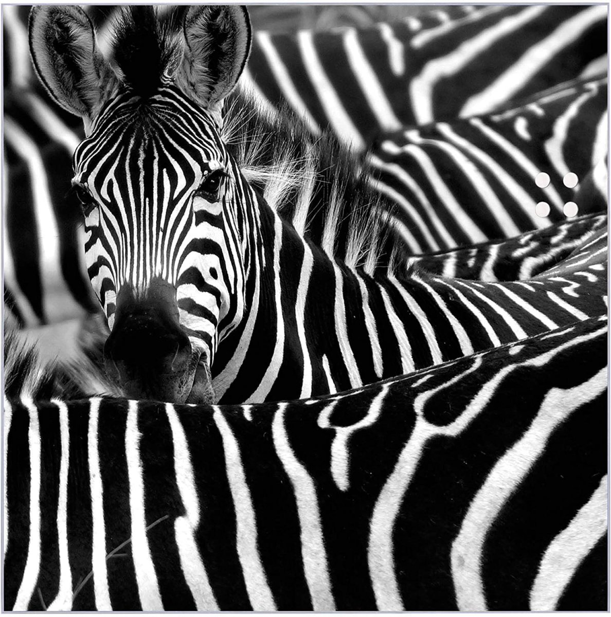 Зебра в клеточку Зебра