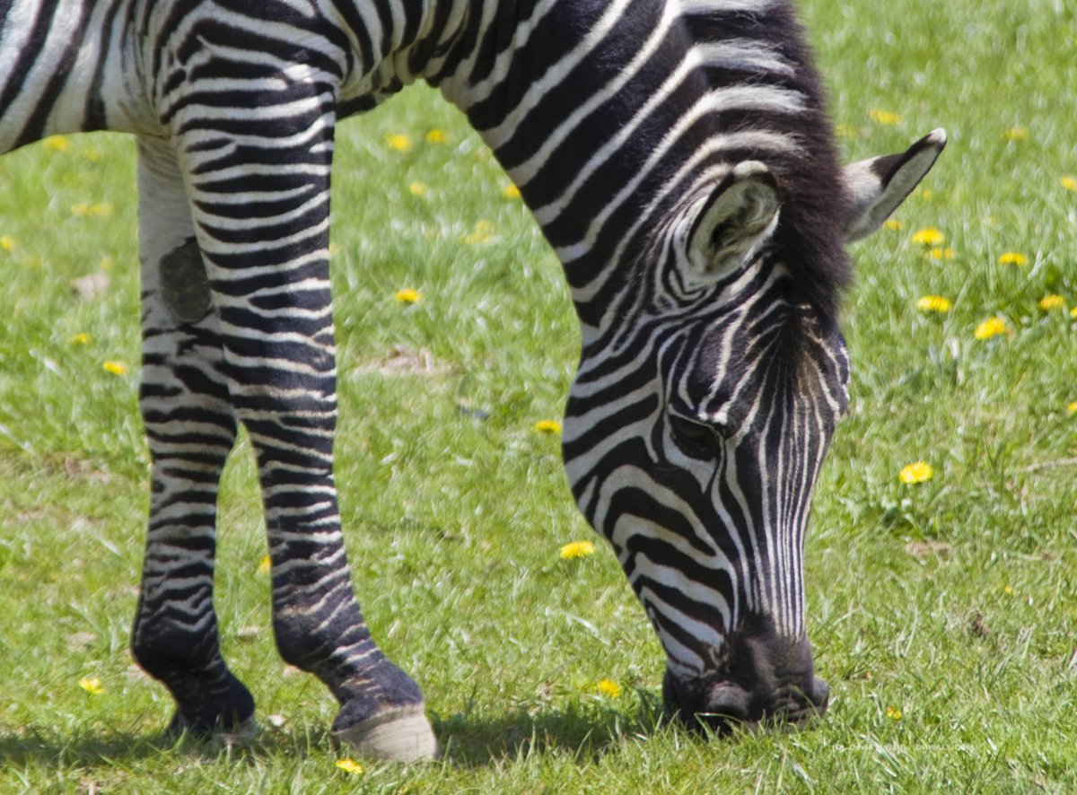 Зебра в клеточку