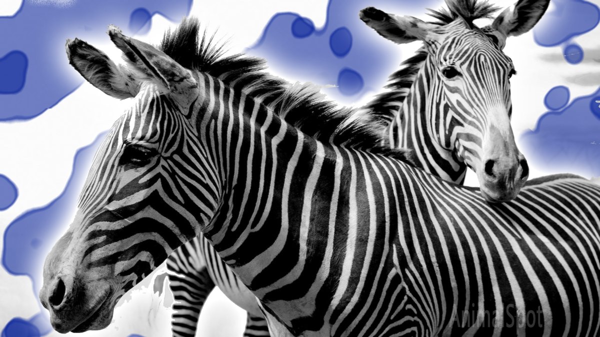 Белая Зебра на чёрном фоне