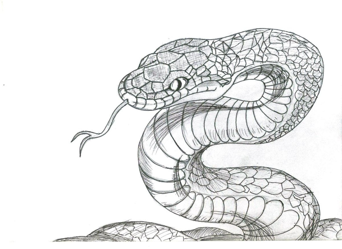 Змея карандашом для срисовки
