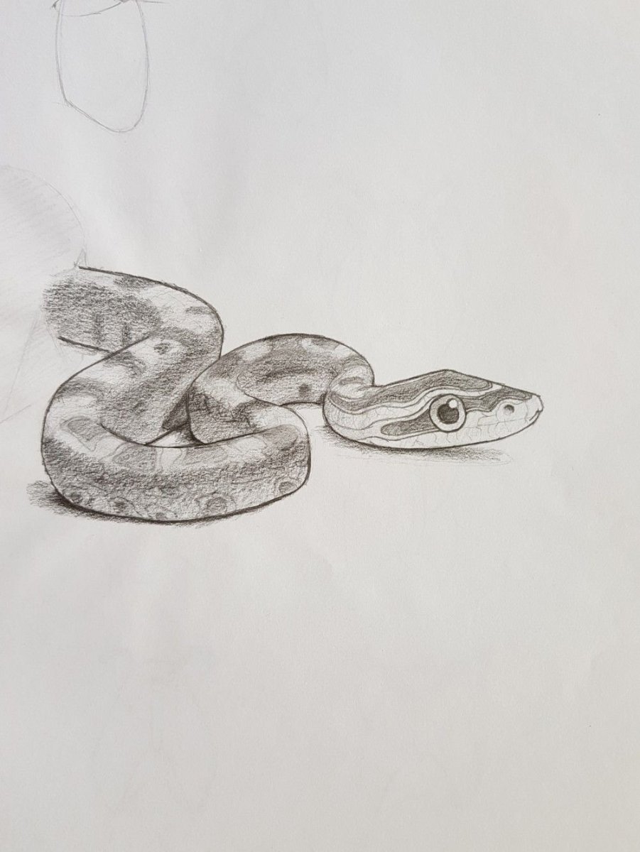 Рисунок змеи карандашом для срисовки