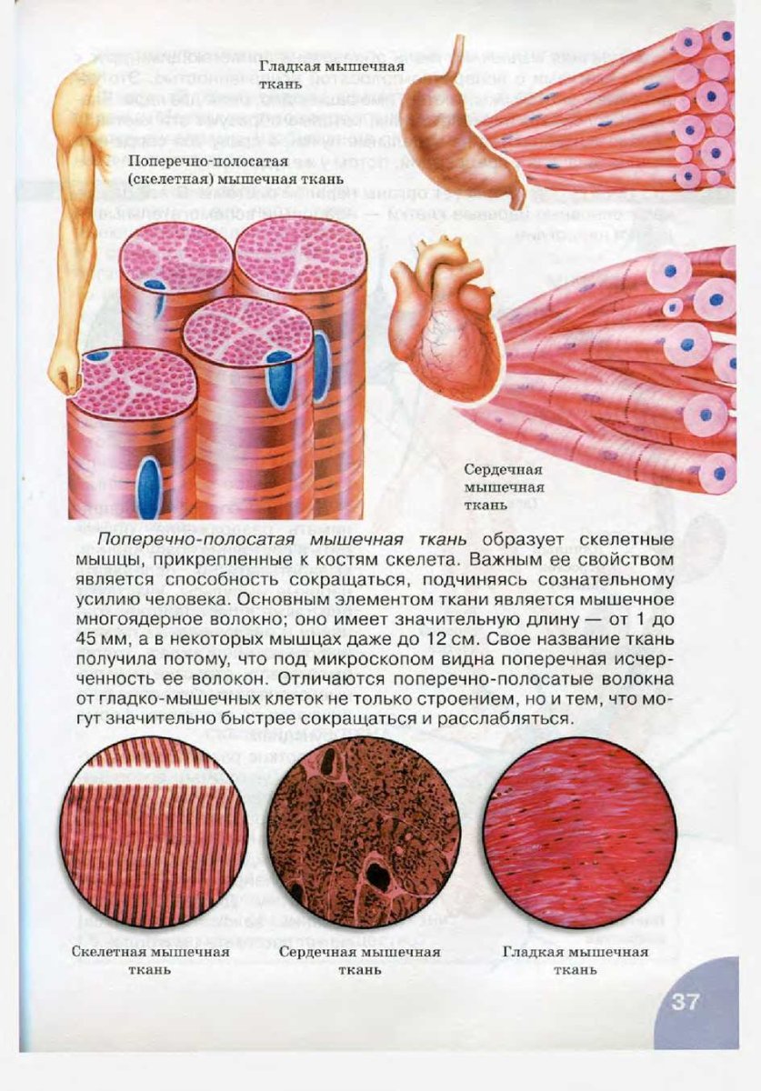 Изображение поперечно полосатой скелетной мышечной ткани. Ткани биология 8 класс. Мышечная ткань животных. Клетки гладкой мышечной ткани. Поперечно полосатые мышцы.