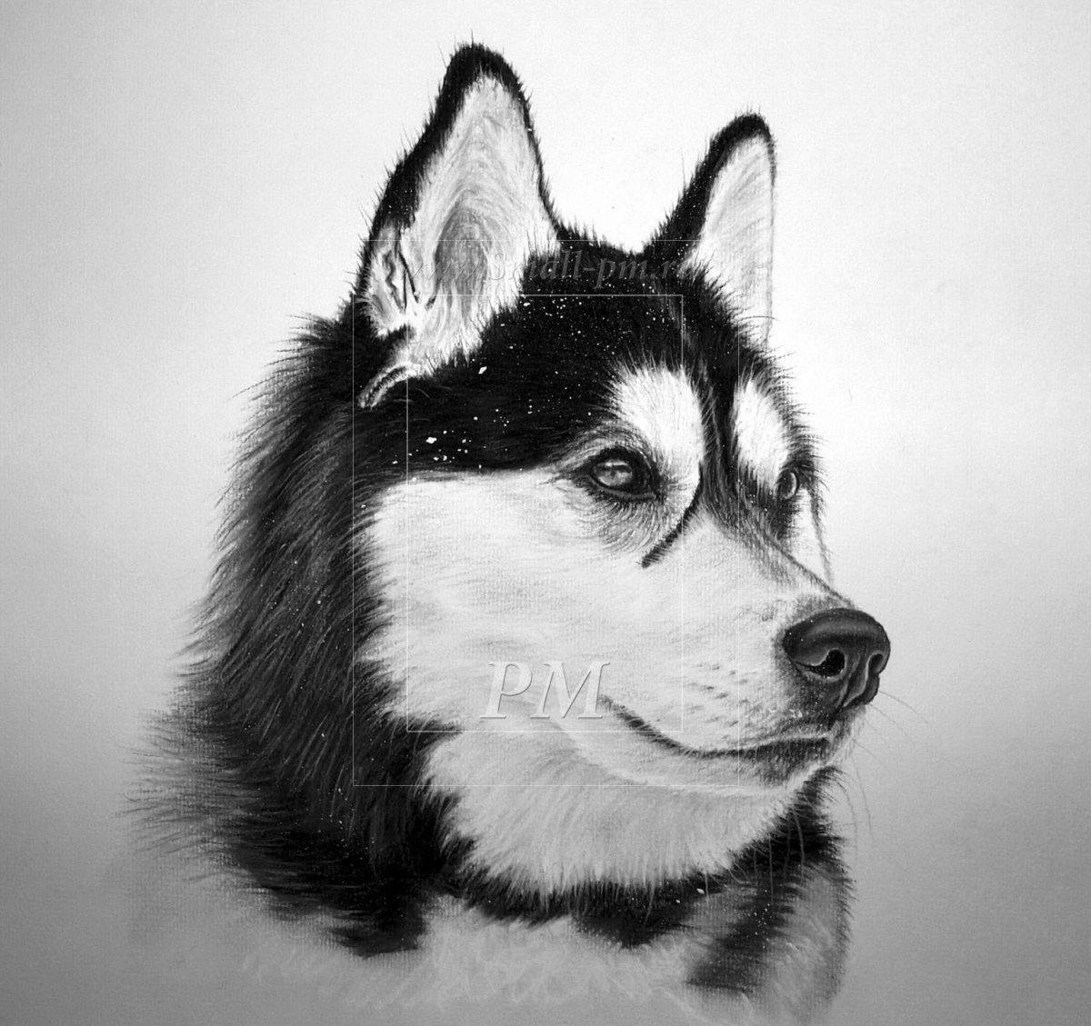 Хаски карандашом