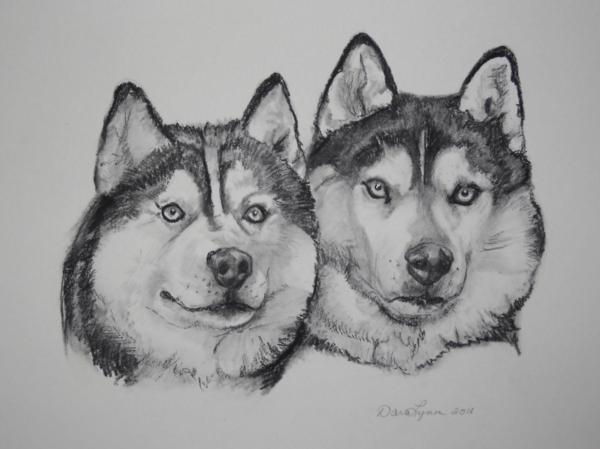 Картинки для срисовки хаски