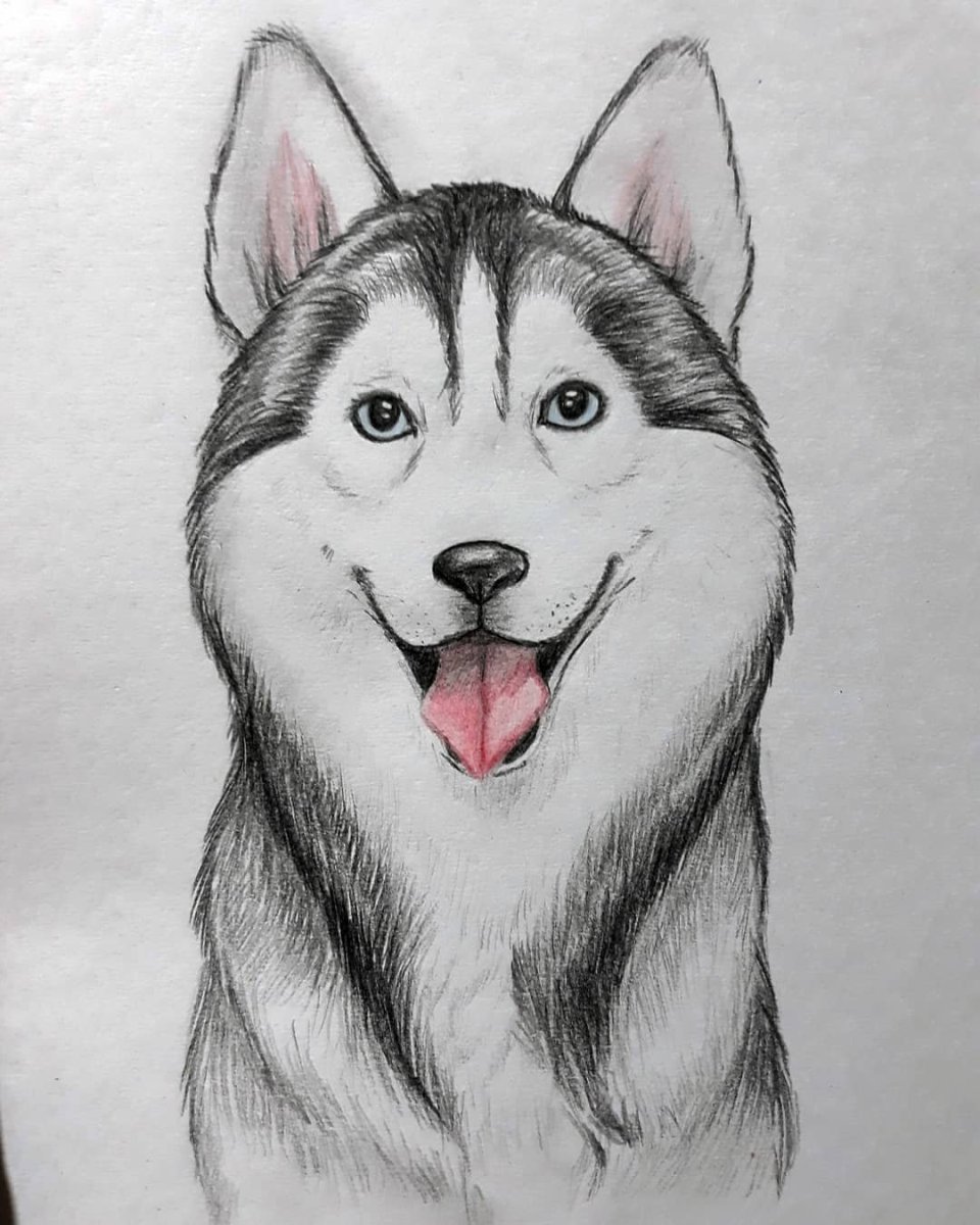 Хаски для срисовки