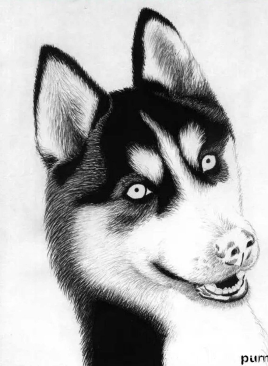 Хаски рисунок