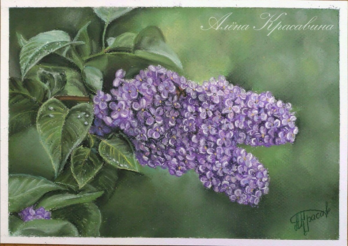 Презентация рисование сирени