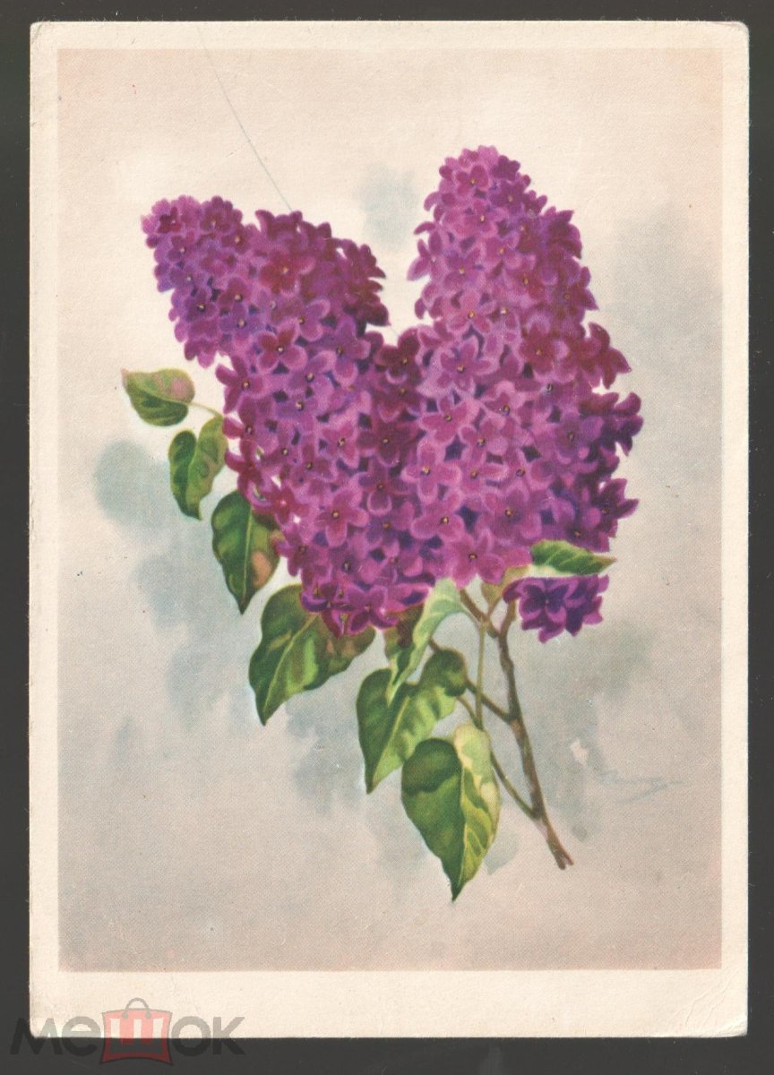 Нарисовать сирень Рахманинова