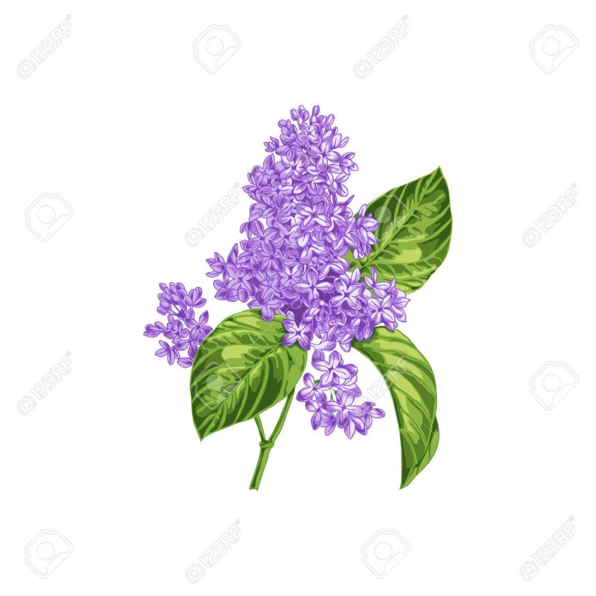 Ваза с сиренью рисунок