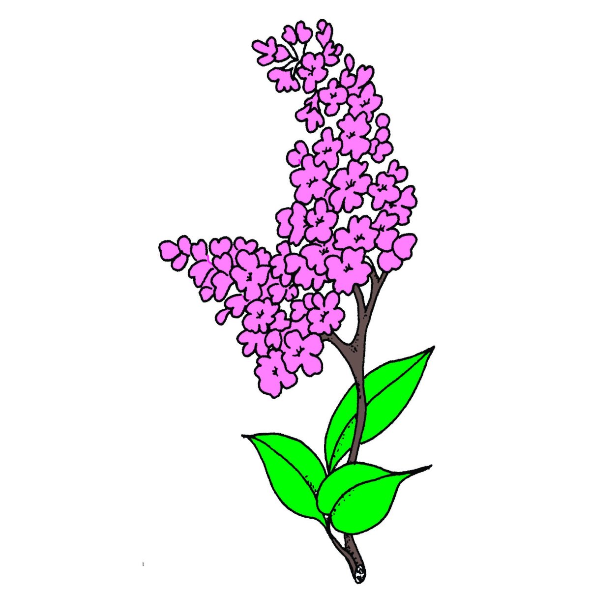 Рисунок на тему сирень