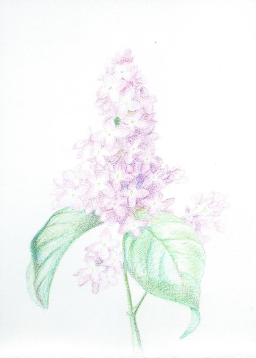 Очертание сирени