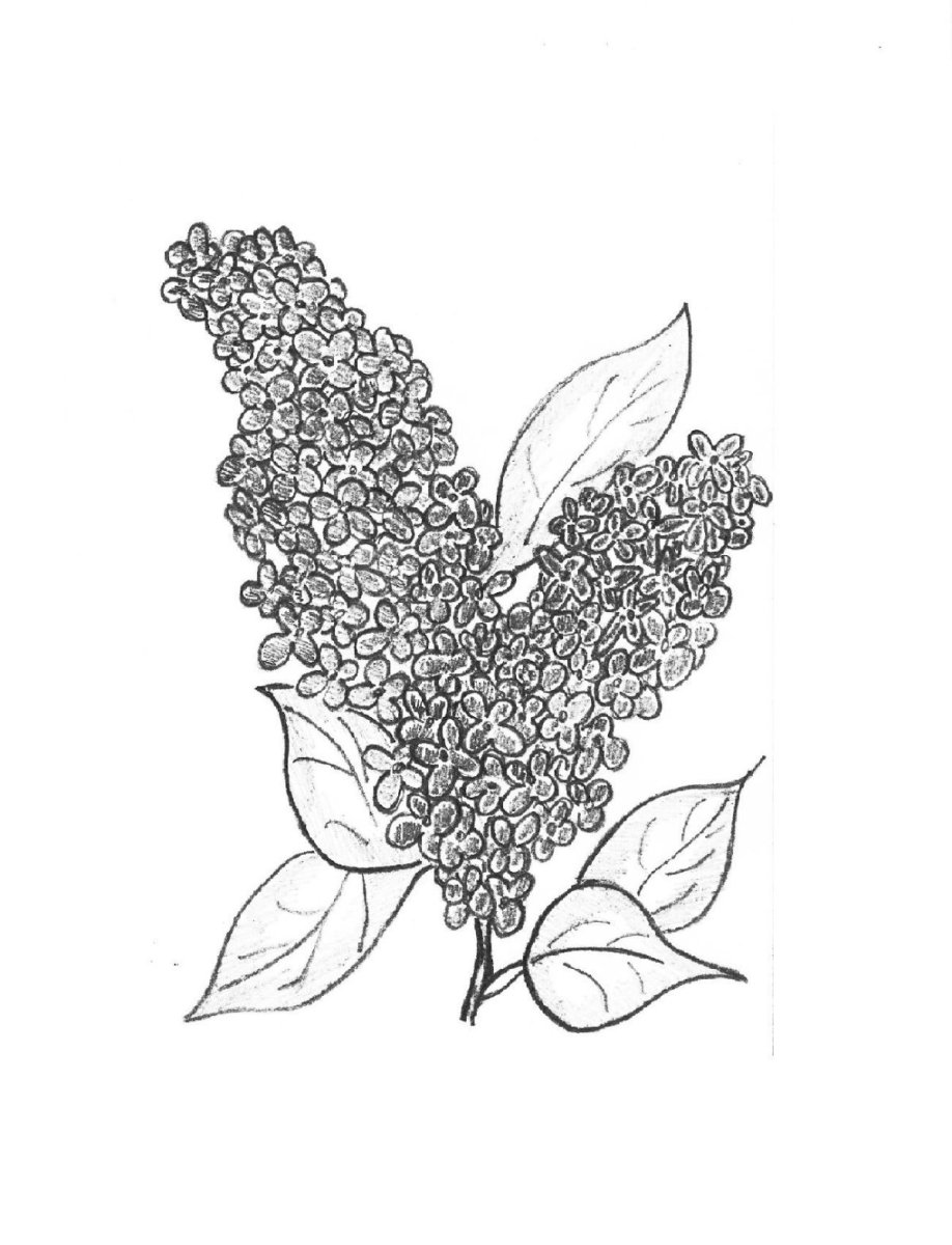 Девочка с сиренью акварель