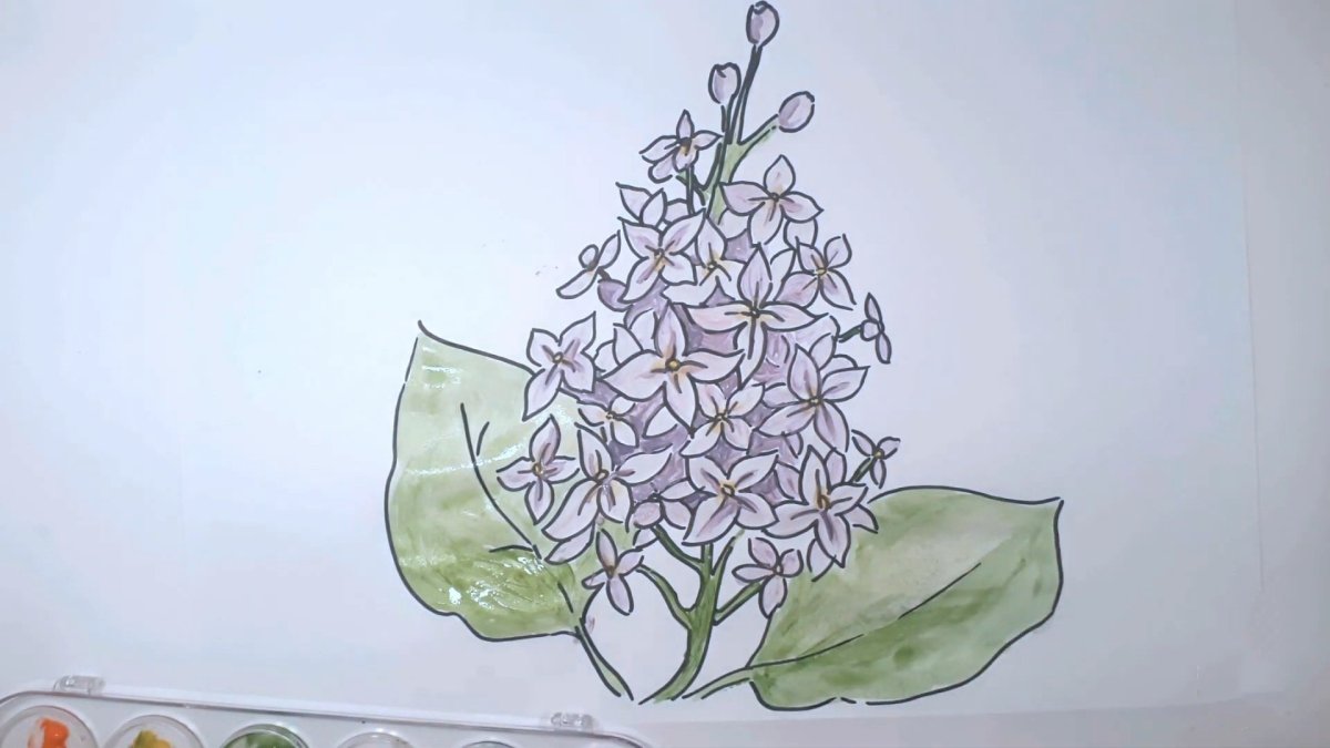 Сирень раскраска