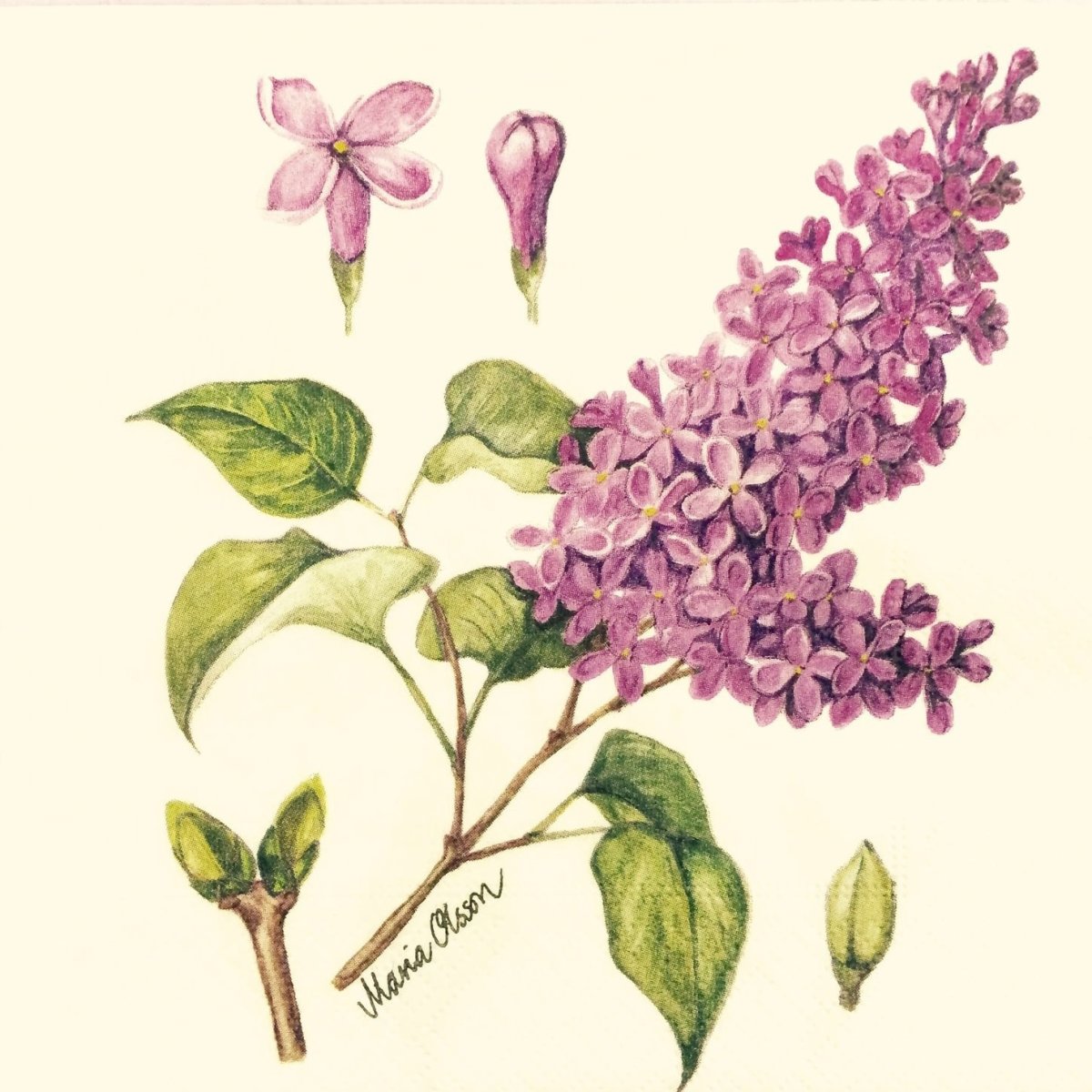 Акварель сирень Андрияка