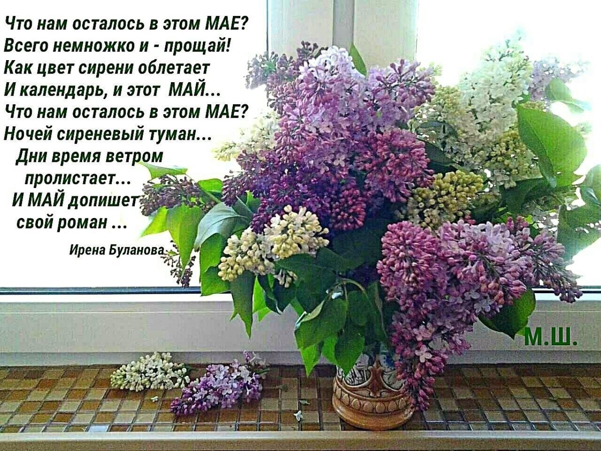 Девушка с сиренью живопись