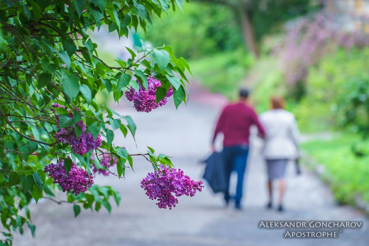 Веточка сирени эскиз