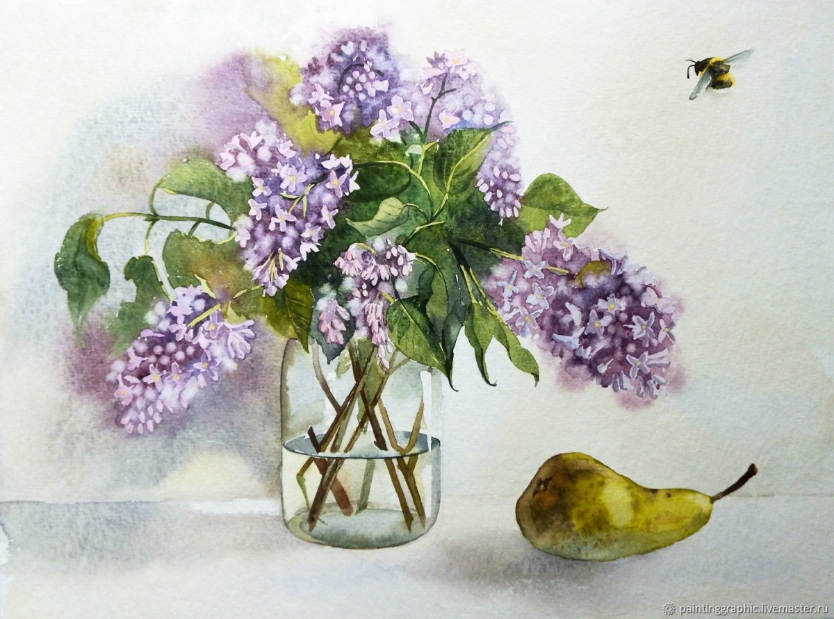 Сирень контурный рисунок