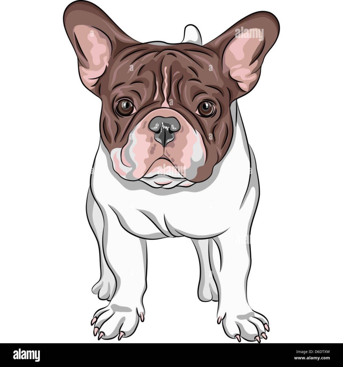 Французский бульдог вектор
