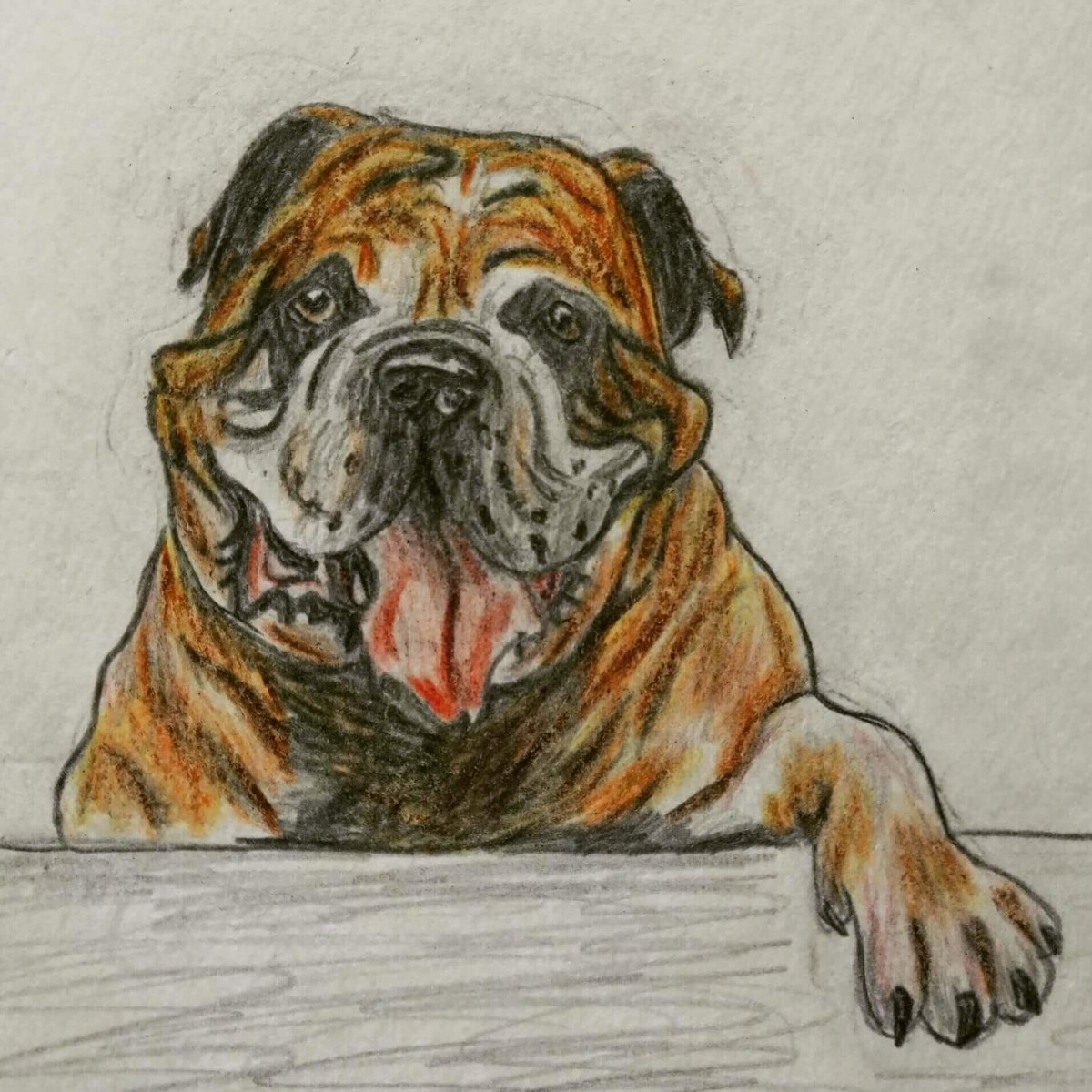 Бульдог рисунок контур