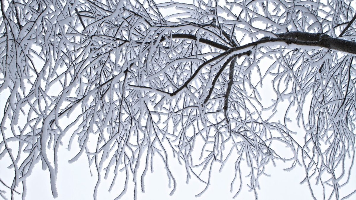 Зимние ветки деревьев