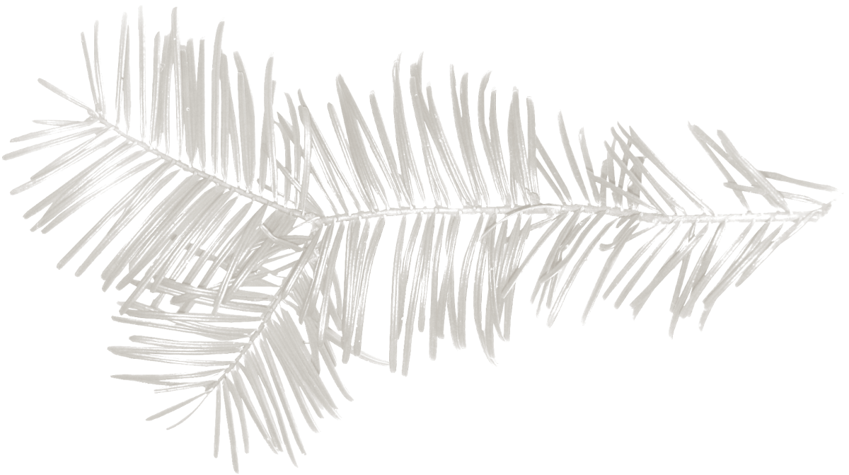 Ветка Еловая