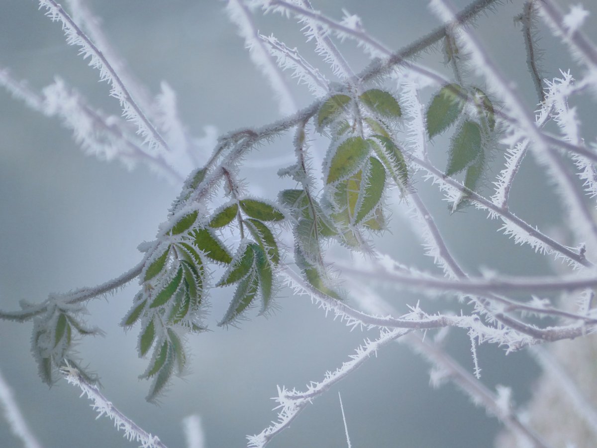 Веточки в инее