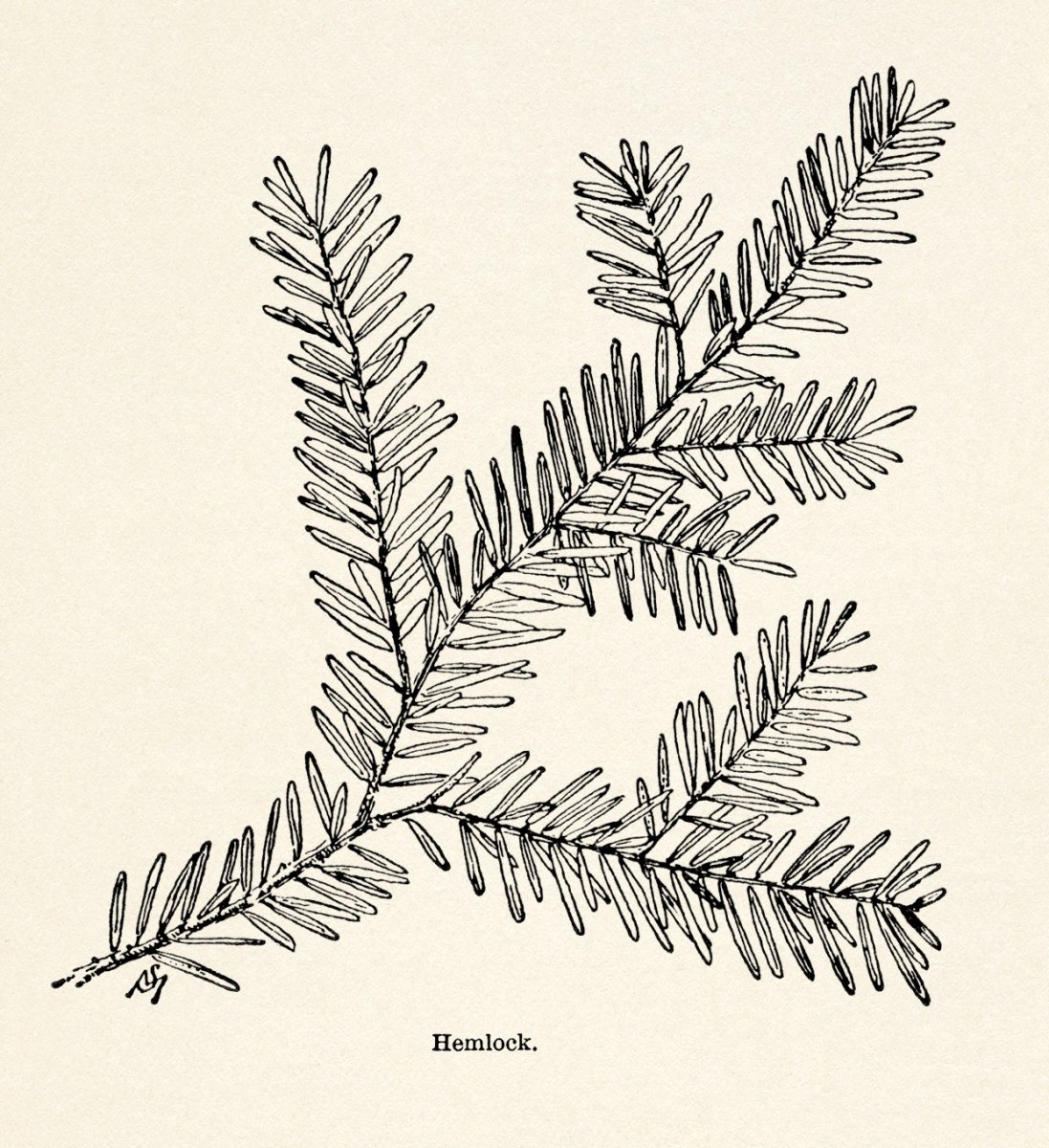 Веточка елки для рисования