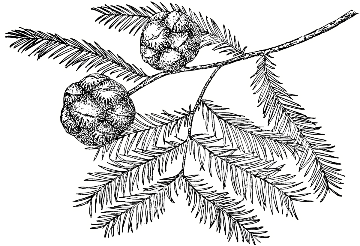 Раскраска ветка сосны с шишкой