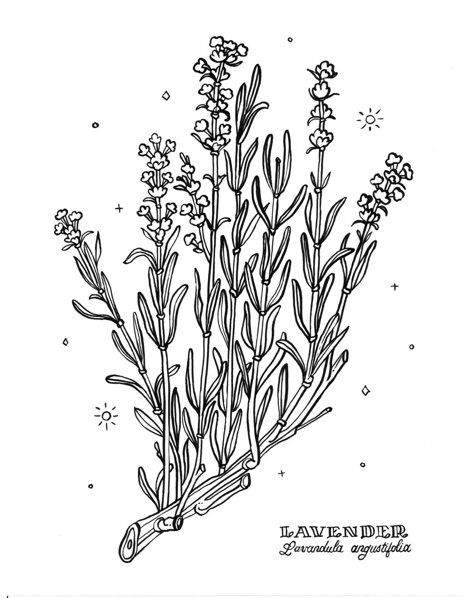 Букет лаванды раскраска