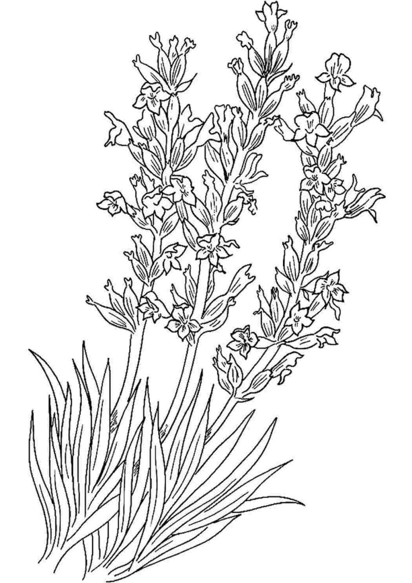 Трафарет Лаванда