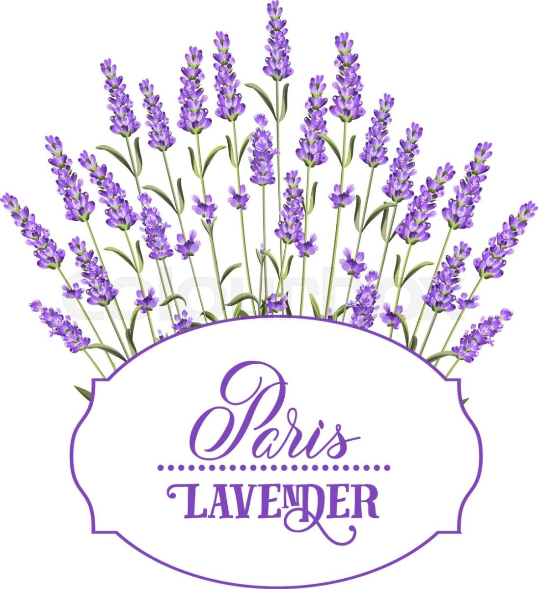 Раскраска Лавандовое поле