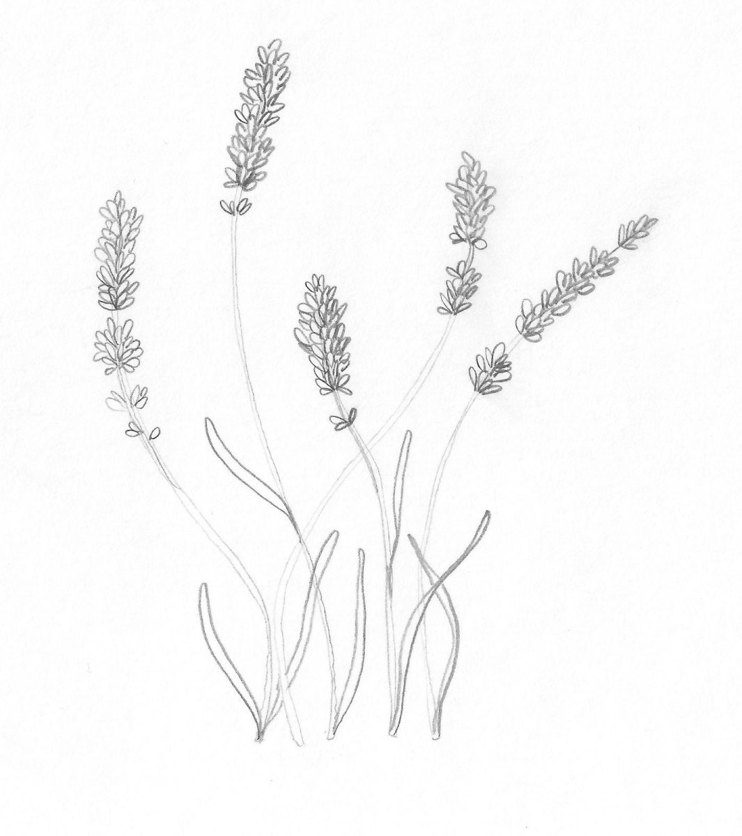 Трафарет Лаванда