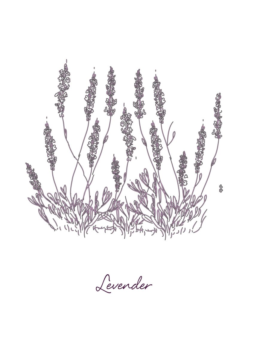 Лаванда силуэт