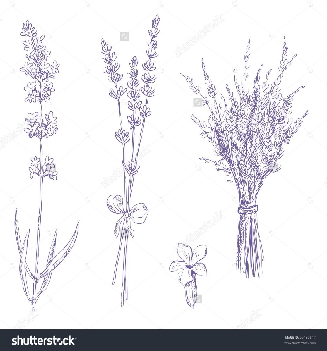 Цветок Лаванда контур