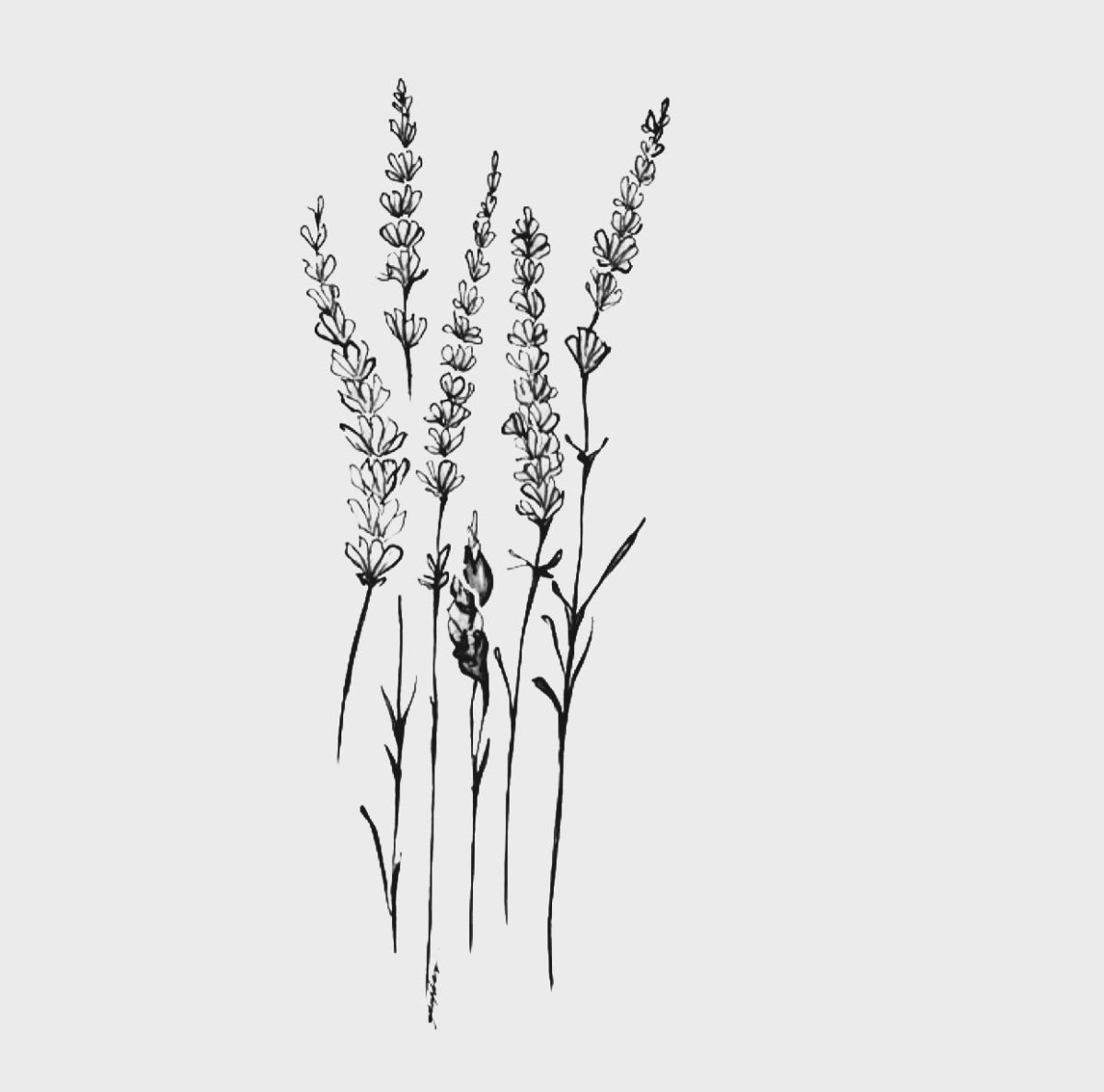 Бутон лаванды эскиз