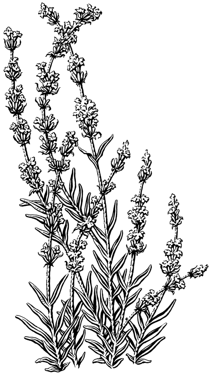 Лаванда эскиз