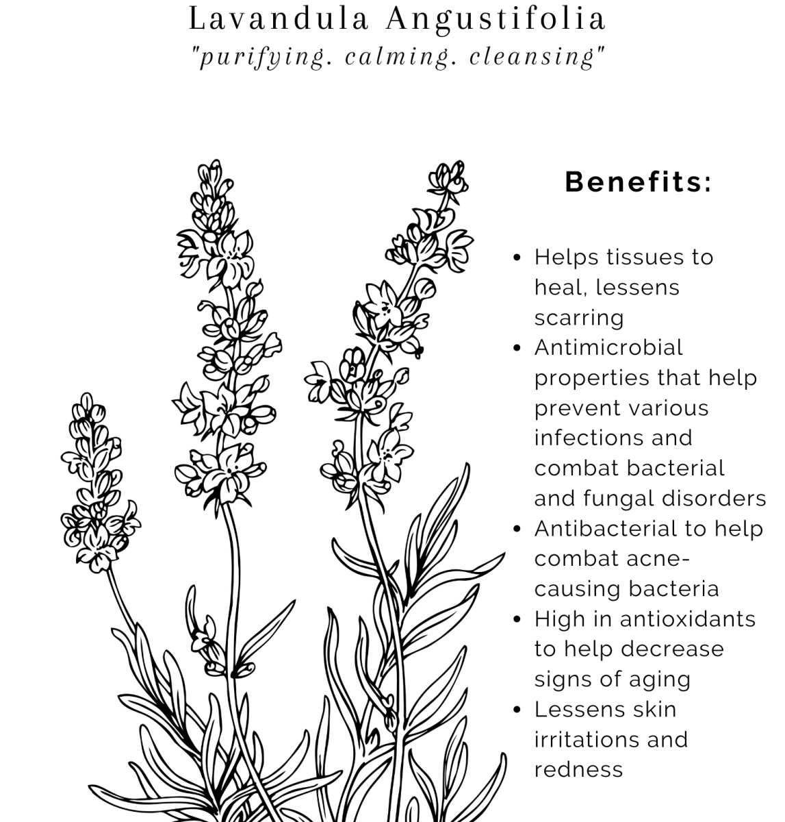 Лаванда рисунок