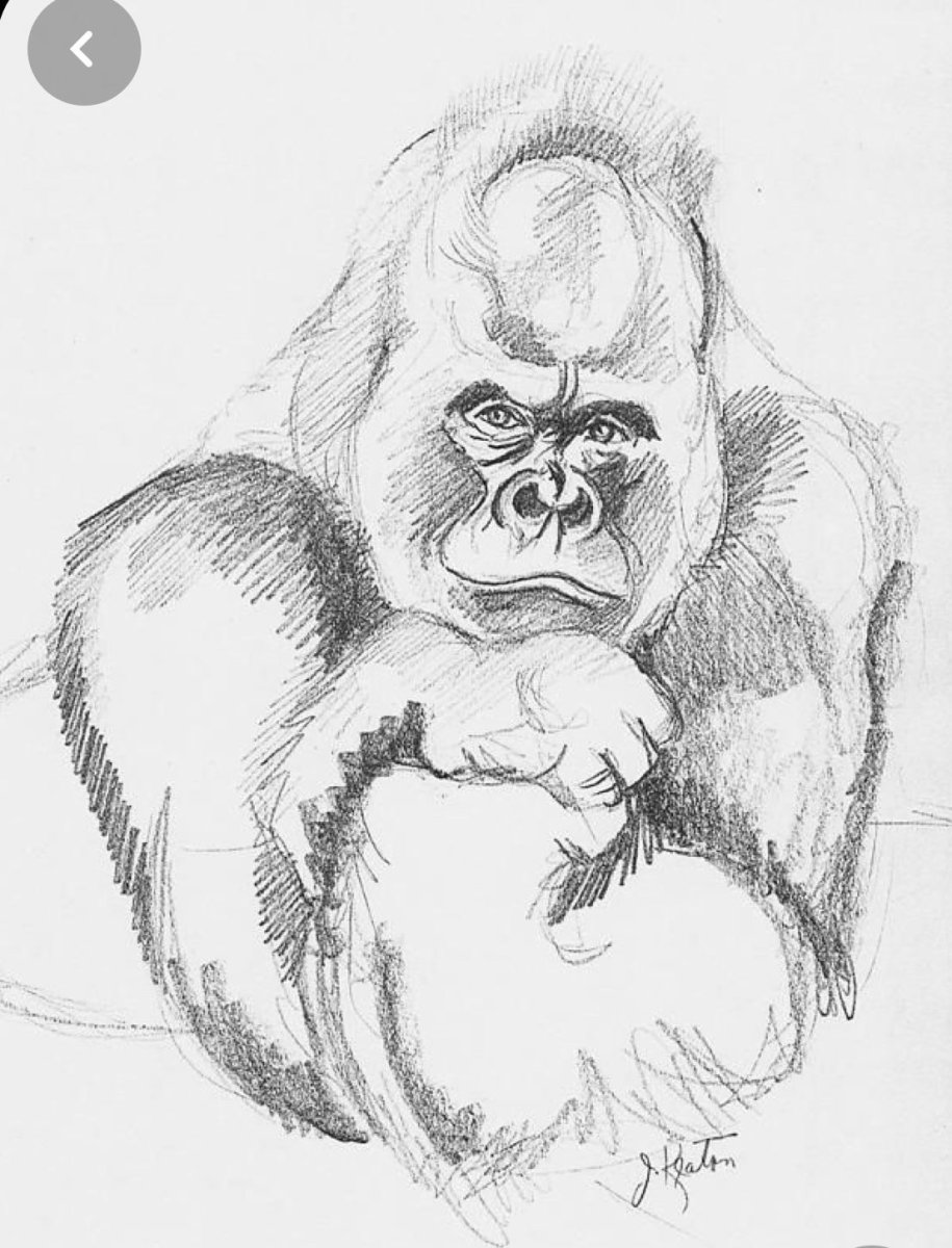 Обезьяна рисунок карандашом
