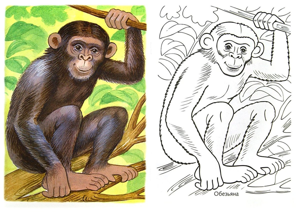 Обезьяна раскраска