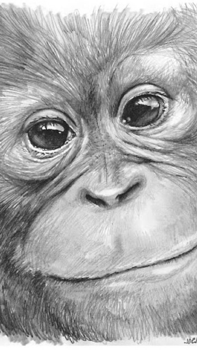 Обезьянка раскраска