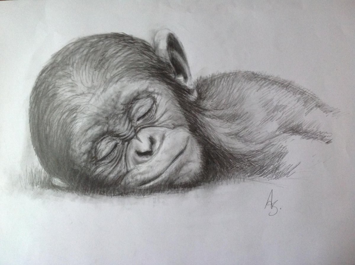 Стилизованные мультяшные обезьяны