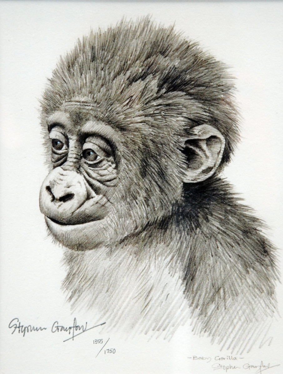 Обезьяна для срисовки