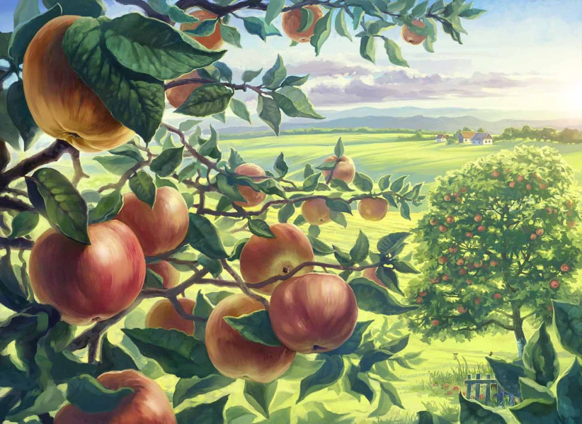 Фотообои яблоня с яблоками