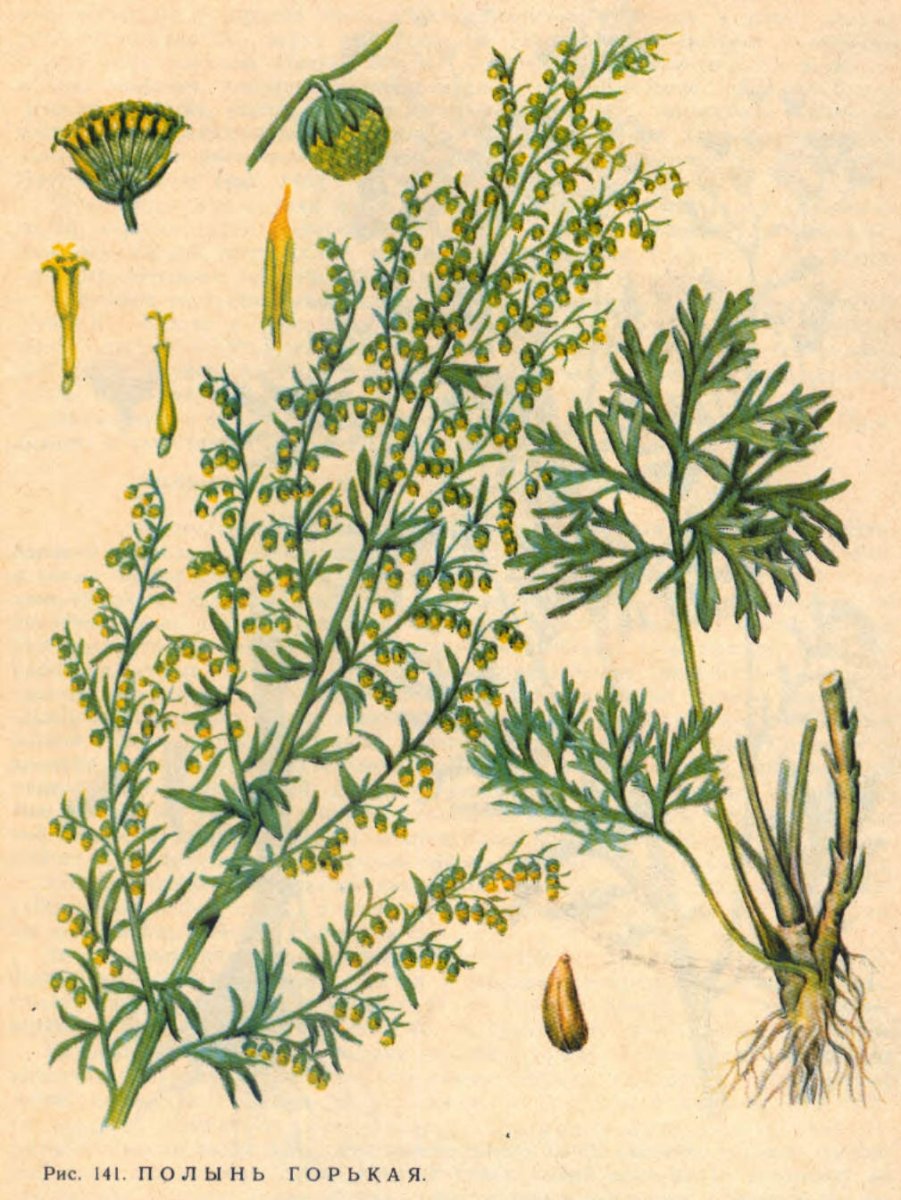 Векторная Графика Полынь