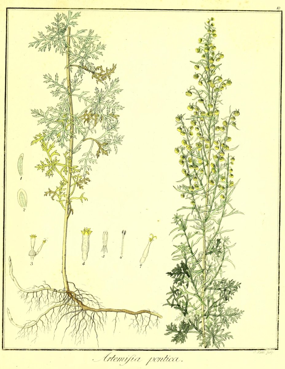 Полынь горькая (Artemisia absinthium)