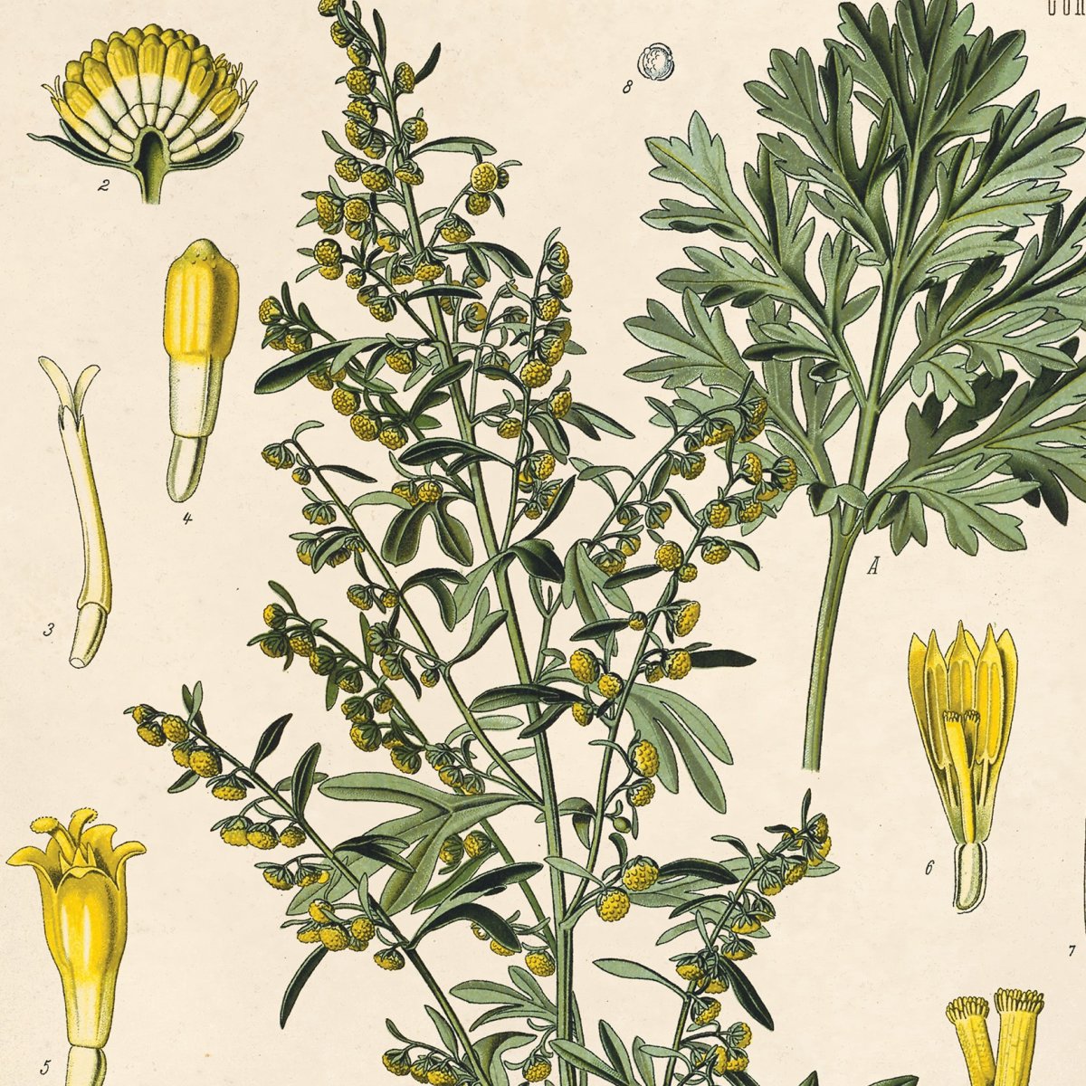 Полынь горькая Фармакогнозия