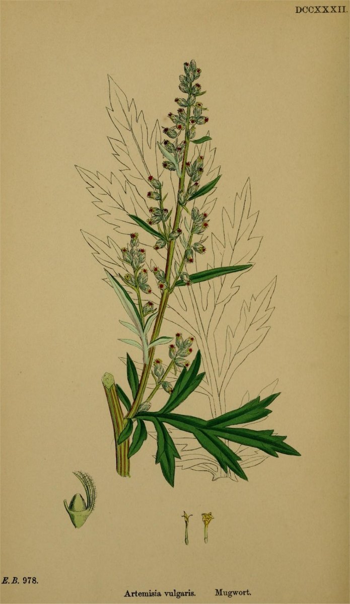 Полынь горькая акварель